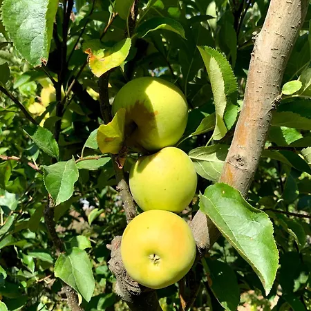 In Our Small Garden