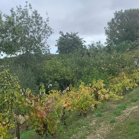 In Our Small Garden * Arruda dos Vinhos
