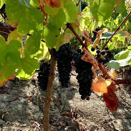 In Our Small Garden * Arruda dos Vinhos